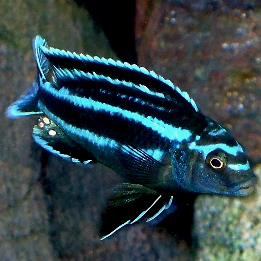 Melanochromis Johannii 4 cm